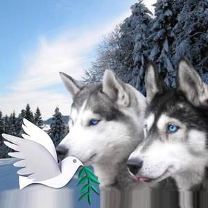 Meet your Posher, Dylan